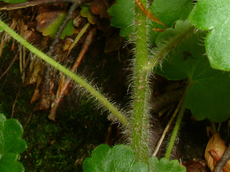 Saxifraga rotundifolia / Saxifraga a foglie rotonde